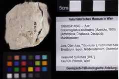 Foto (Objket + Etiketten) von Cracensigillatus acutirostris (Moericke, 1889) 